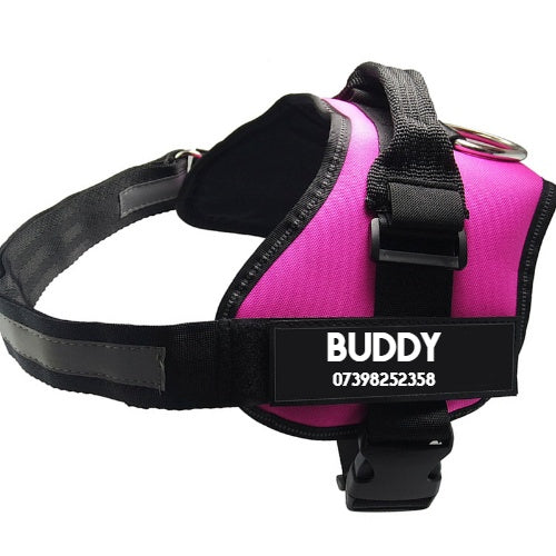 BUDDY Pet Collar